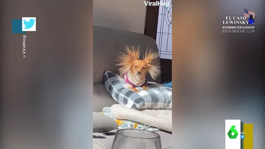 El divertido aspecto de un perro con los pelos "como escarpias" por exceso de electricidad estática El divertido aspecto de un perro con los pelos "como escarpias" por exceso de electricidad estática