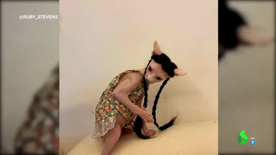 Imagen de un gato esfinge disfrazado Imagen de un gato esfinge disfrazado