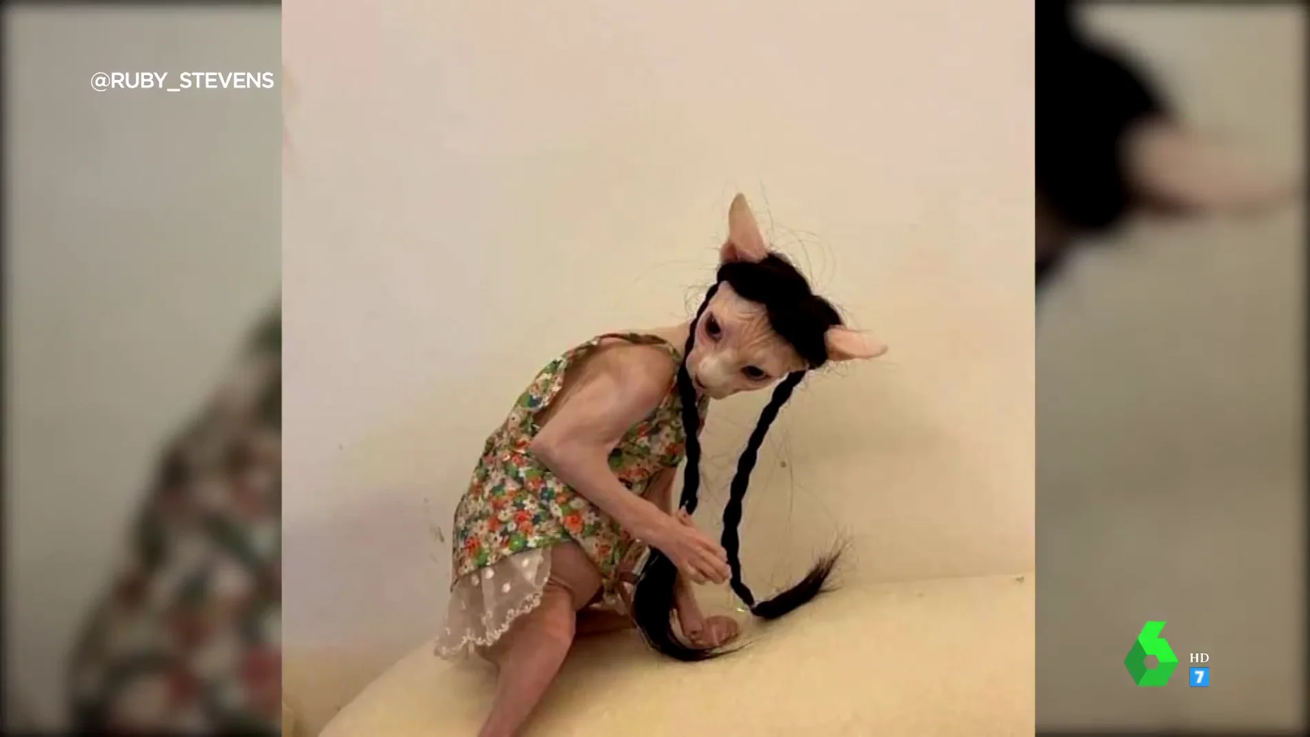 Se convierte en Trastornado Espíritu La "inquietante" imagen de un gato esfinge con peluca y vestido que se ha  hecho viral: "Parece Gollum"