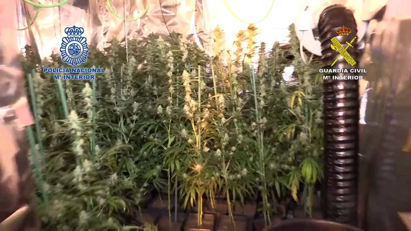 Más de una veintena de detenidos por cultivar marihuana y blanquear el dinero con apuestas deportivas Más de una veintena de detenidos por cultivar marihuana y blanquear el dinero con apuestas deportivas