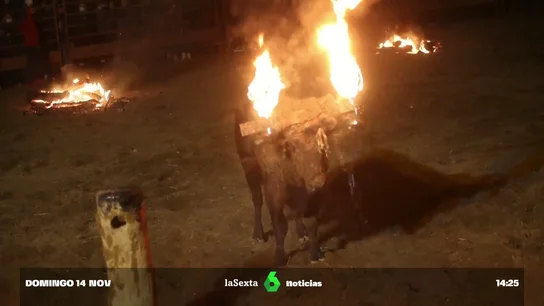 Toro Jubilo de Medinaceli Toro Jubilo de Medinaceli