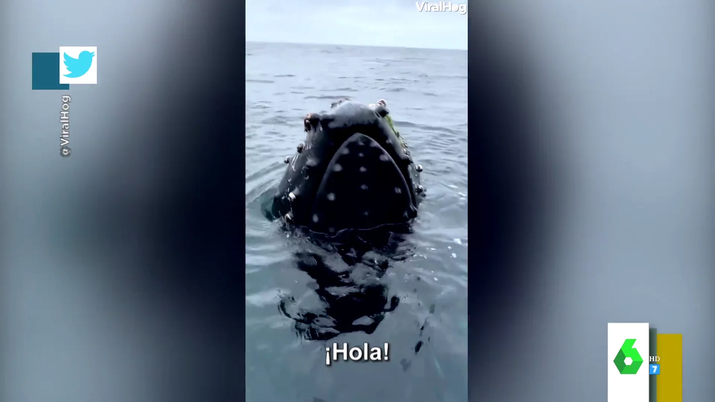 ballena+ ballena+