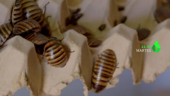 Los insectos, ¿el alimento del futuro? Alberto Chicote descubre un mercado negro de bichos no autorizados en Te lo vas a comer Los insectos, ¿el alimento del futuro? Alberto Chicote descubre un mercado negro de bichos no autorizados en Te lo vas a comer