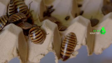 Los insectos, ¿el alimento del futuro? Alberto Chicote descubre un mercado negro de bichos no autorizados en Te lo vas a comer