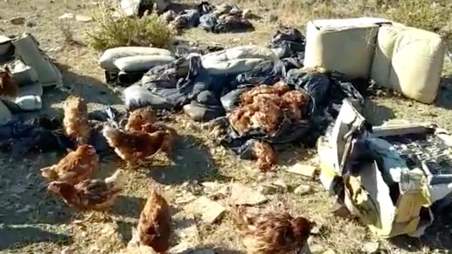 Gallinas abandonadas en Vélez-Málaga Gallinas abandonadas en Vélez-Málaga