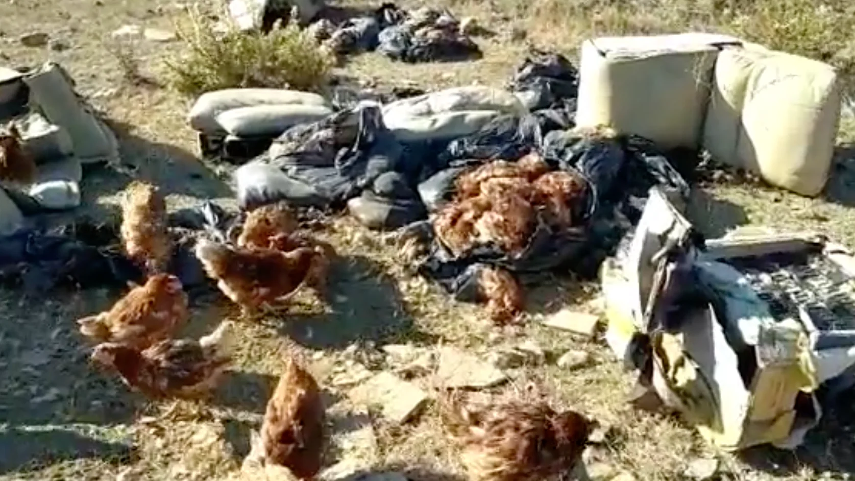 Gallinas abandonadas en Vélez-Málaga