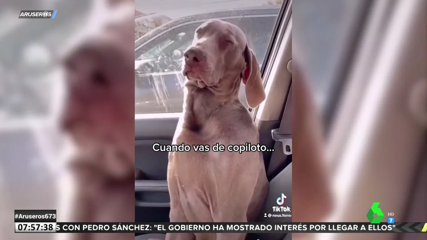 Perro copiloto Perro copiloto