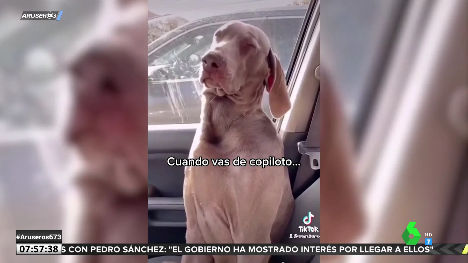 Perro copiloto