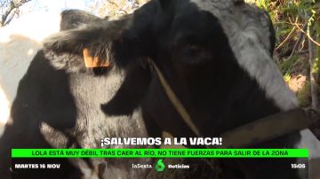 Lola, la vaca embarazada atrapada en Vila de Cruces