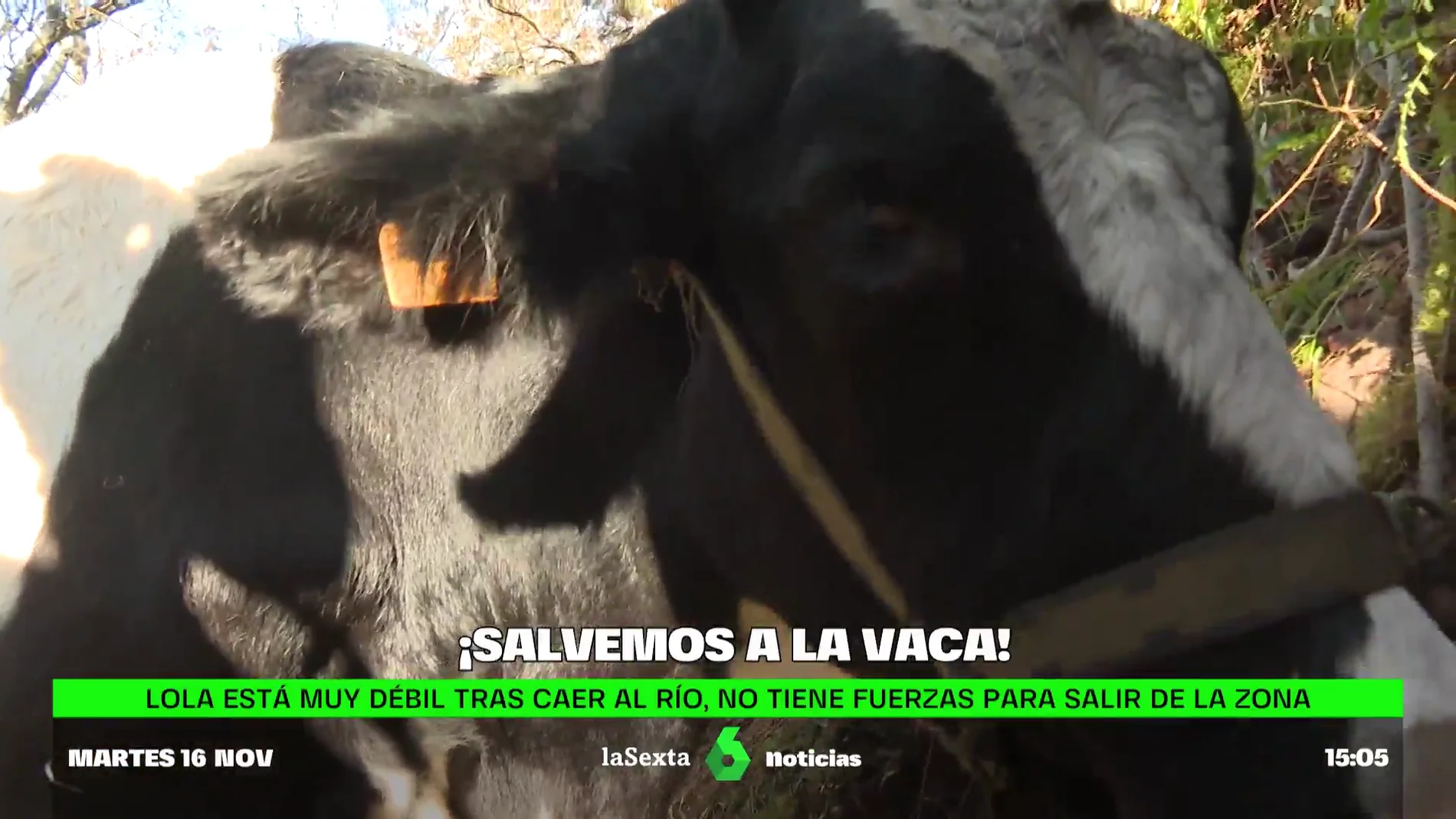 Lola, la vaca embarazada atrapada en Vila de Cruces