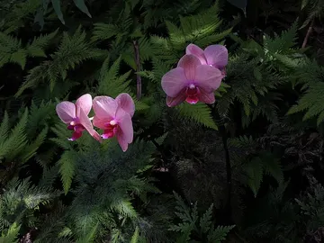 ¿Sabes cuál es el lugar del mundo en el que encontrarás más diversidad de orquídeas por metro cuadrado? ¿Sabes cuál es el lugar del mundo en el que encontrarás más diversidad de orquídeas por metro cuadrado?