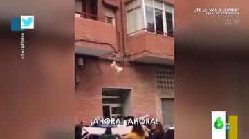 El impactante momento en el que unos vecinos de Alicante salvan la vida de un perro tras caerse del balcón 