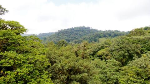 Bosque húmedo