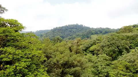 Bosque húmedo Bosque húmedo