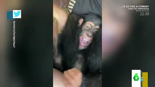 chimpancé chimpancé