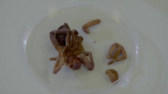 Parásitos, virus, o alergias: estos son los riesgos a los que nos enfrentamos si consumimos insectos no permitidos Parásitos, virus, o alergias: estos son los riesgos a los que nos enfrentamos si consumimos insectos no permitidos