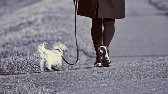 Imagen de archivo de una mujer paseando un perro Imagen de archivo de una mujer paseando un perro