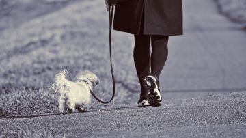 Imagen de archivo de una mujer paseando un perro