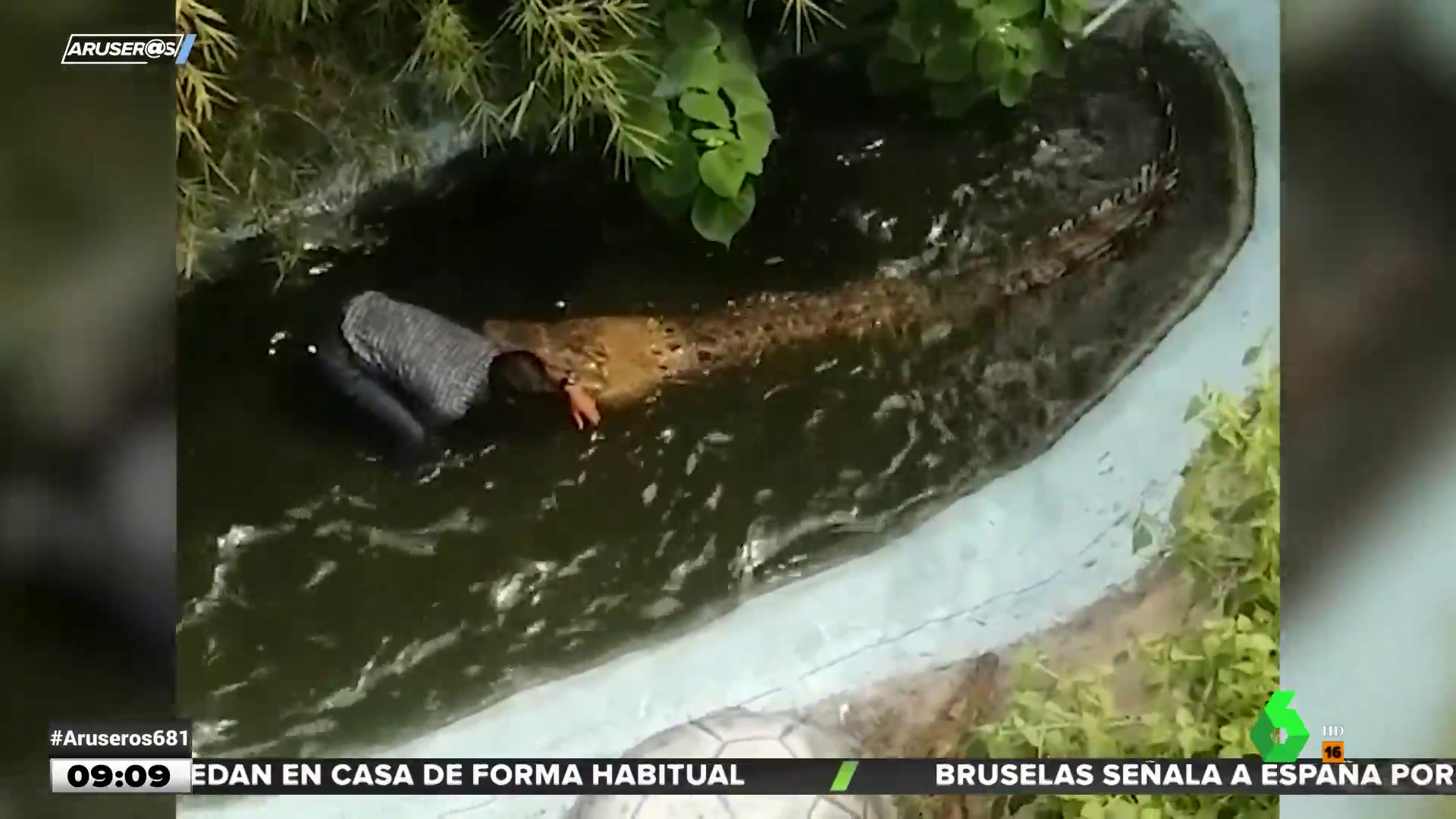 Un cocodrilo ataca a un turista que se metió al agua pensando que el animal  era de plástico