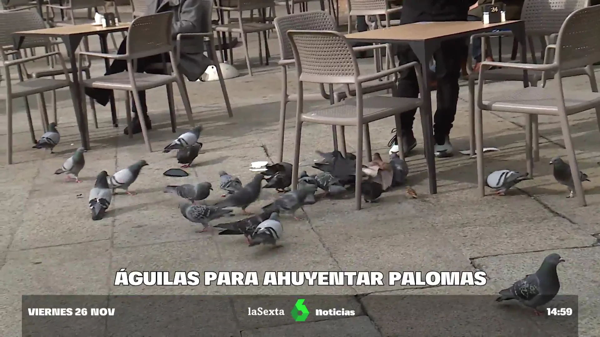 Palomas y cotorras, dos plagas y dos formas muy diferentes de combatirlas: ¿es necesario matarlas?