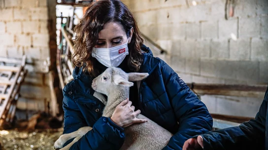 La presidenta de la Comunidad de Madrid, Isabel Díaz Ayuso, abraza a un cordero durante una visita a una explotación de ganado ovino. La presidenta de la Comunidad de Madrid, Isabel Díaz Ayuso, abraza a un cordero durante una visita a una explotación de ganado ovino.