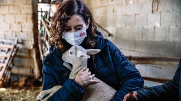 La presidenta de la Comunidad de Madrid, Isabel Díaz Ayuso, abraza a un cordero durante una visita a una explotación de ganado ovino.
