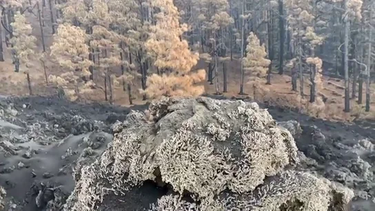 Neocolonizadores en La Palma Neocolonizadores en La Palma