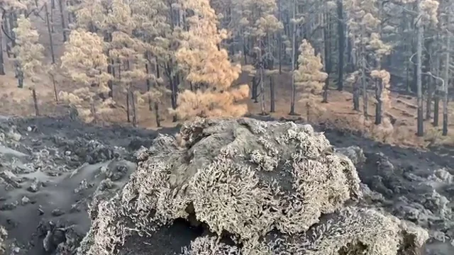 Neocolonizadores en La Palma