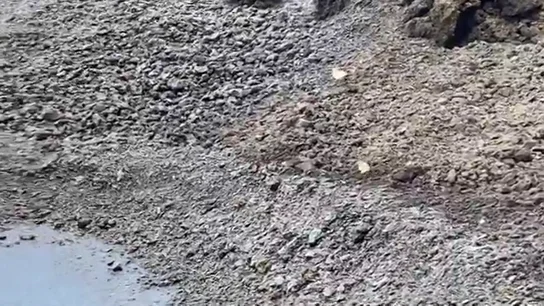 Aves limícolas sobre la fajana de La Palma Aves limícolas sobre la fajana de La Palma