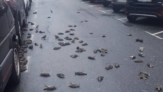 Los estorninos hallados en una calle de Ferrol