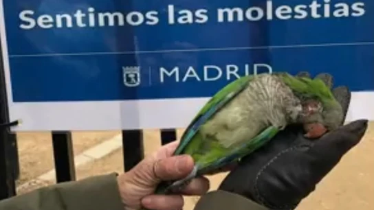 La imagen de una de las cotorras en el parque de Fuente del Berro, en Madrid La imagen de una de las cotorras en el parque de Fuente del Berro, en Madrid