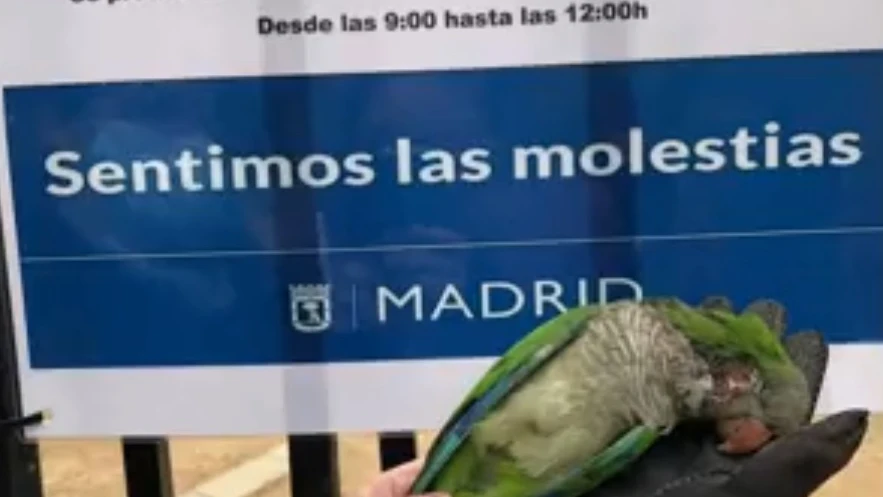 La imagen de una de las cotorras en el parque de Fuente del Berro, en Madrid