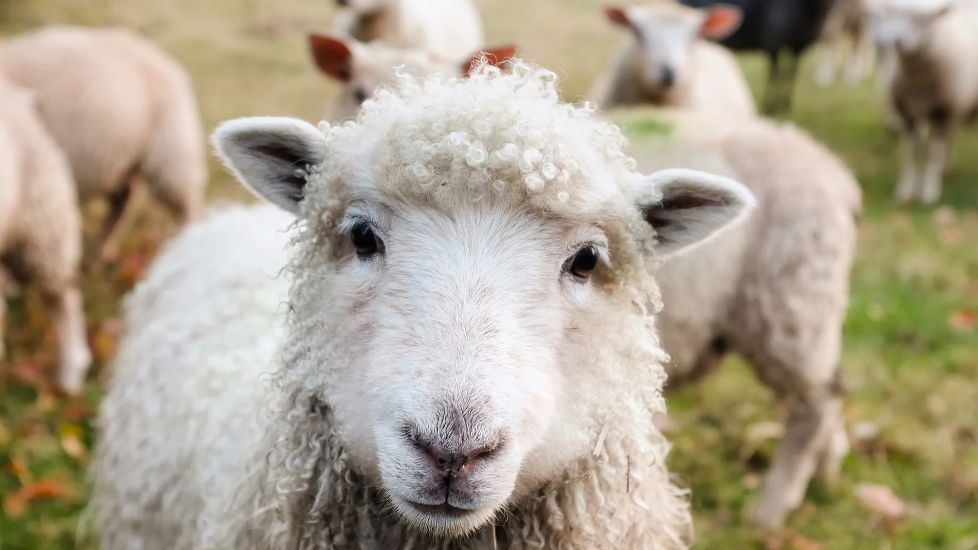 Imagen de archivo de una oveja