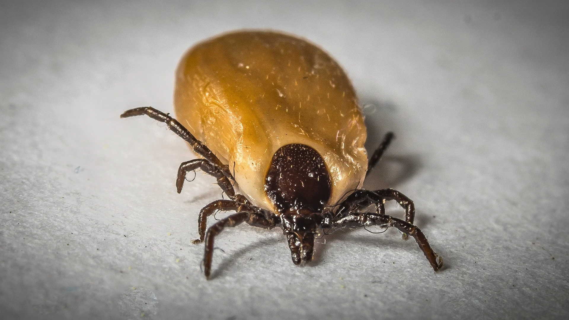  Cómo quitar garrapatas de forma segura