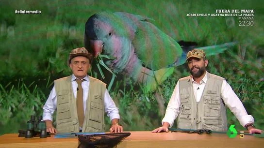 animales fantásticos animales fantásticos