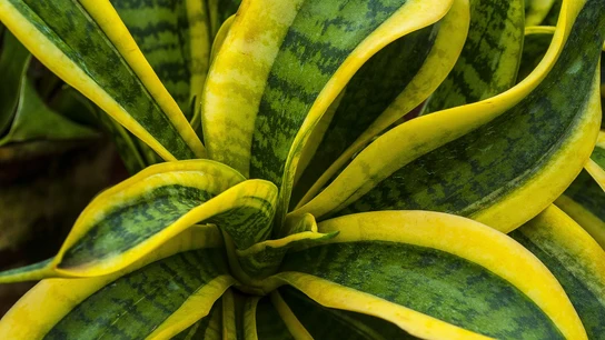 12 plantas que purifican el aire de casa 12 plantas que purifican el aire de casa