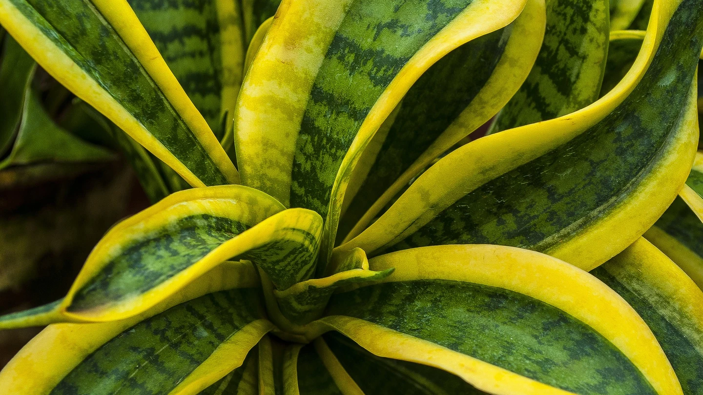 12 plantas que purifican el aire de casa 12 plantas que purifican el aire de casa