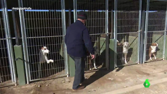La rentabilidad del negocio de la trufa negra depende de un buen perro: su olfato es fundamental La rentabilidad del negocio de la trufa negra depende de un buen perro: su olfato es fundamental