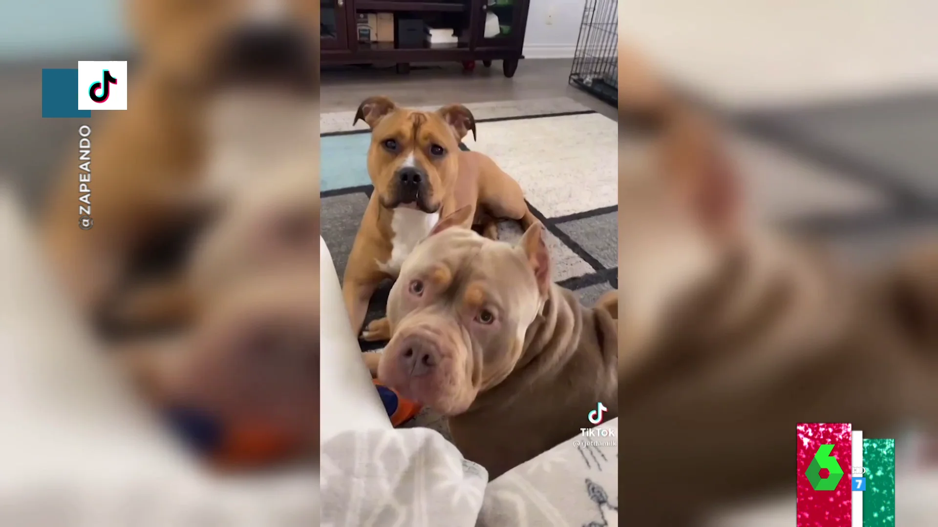 Nuevo reto viral: así reaccionan perros y gatos al oír su palabra favorita