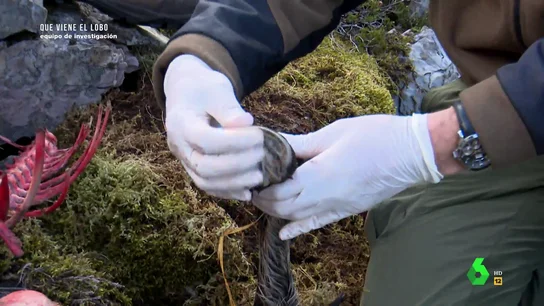 Peritaje tras un ataque de lobo Peritaje tras un ataque de lobo