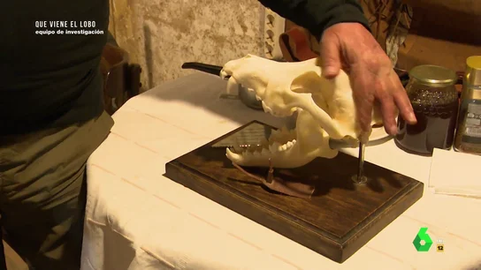 Un cráneo de un lobo Un cráneo de un lobo