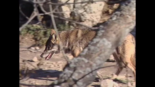 Ahuyentar al lobo o cazarlo, el debate que enfrenta a ganaderos y ecologistas Ahuyentar al lobo o cazarlo, el debate que enfrenta a ganaderos y ecologistas