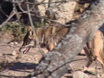 Ahuyentar al lobo o cazarlo, el debate que enfrenta a ganaderos y ecologistas