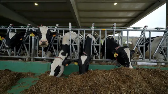 Vacas de la explotación ganadera SAT Indelante, en Voto (Cantabria). Vacas de la explotación ganadera SAT Indelante, en Voto (Cantabria).