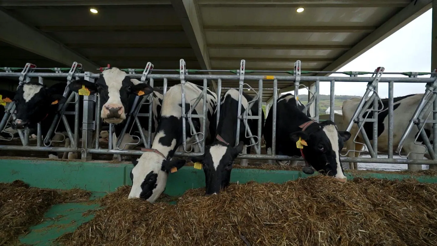 Vacas de la explotación ganadera SAT Indelante, en Voto (Cantabria). Vacas de la explotación ganadera SAT Indelante, en Voto (Cantabria).