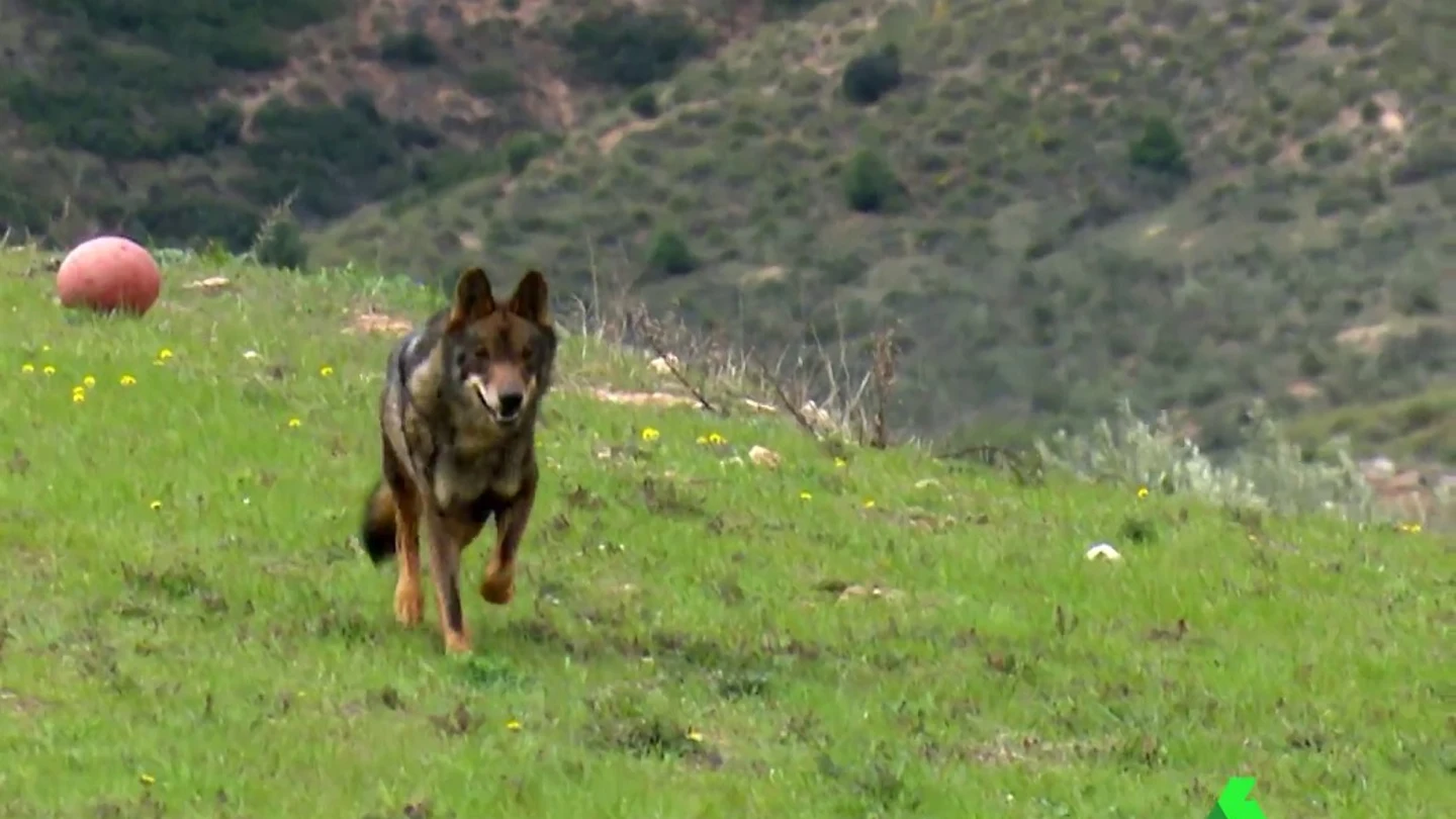 Lobo Lobo