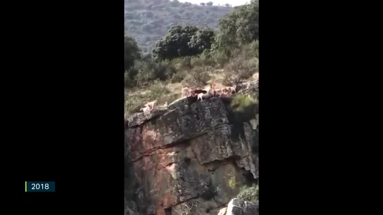 El maltrato a los perros de caza, una gran sombra sobre el sector: así pretende atajarlo la ley de Unidas Podemos El maltrato a los perros de caza, una gran sombra sobre el sector: así pretende atajarlo la ley de Unidas Podemos