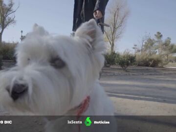 ¿Salvarías a tu perro o a un desconocido en un incendio? Los ciudadanos responden en laSexta Columna