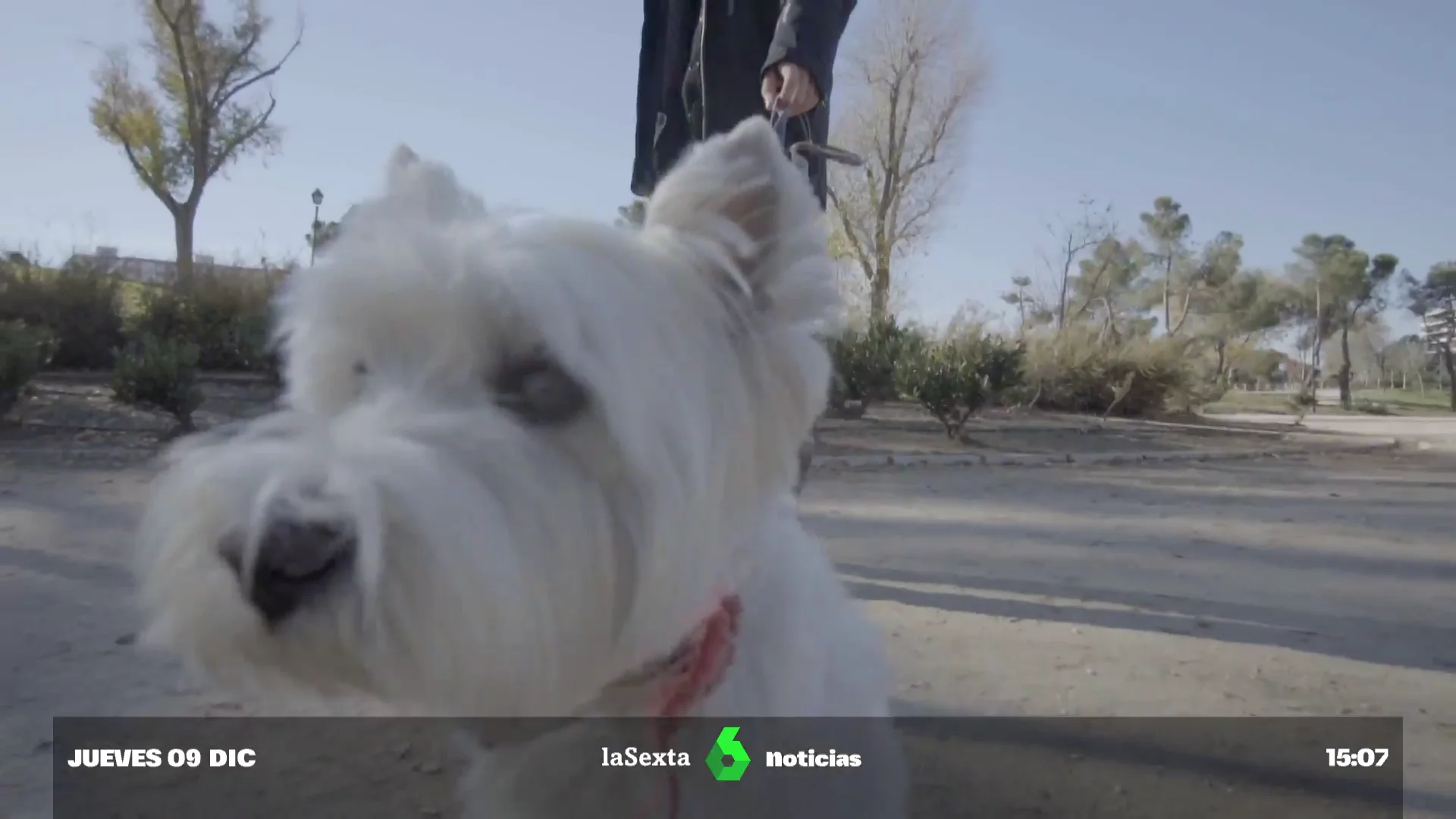 ¿Salvarías a tu perro o a un desconocido en un incendio? Los ciudadanos responden en laSexta Columna