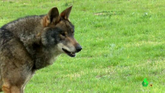 Imagen de un lobo en libertad